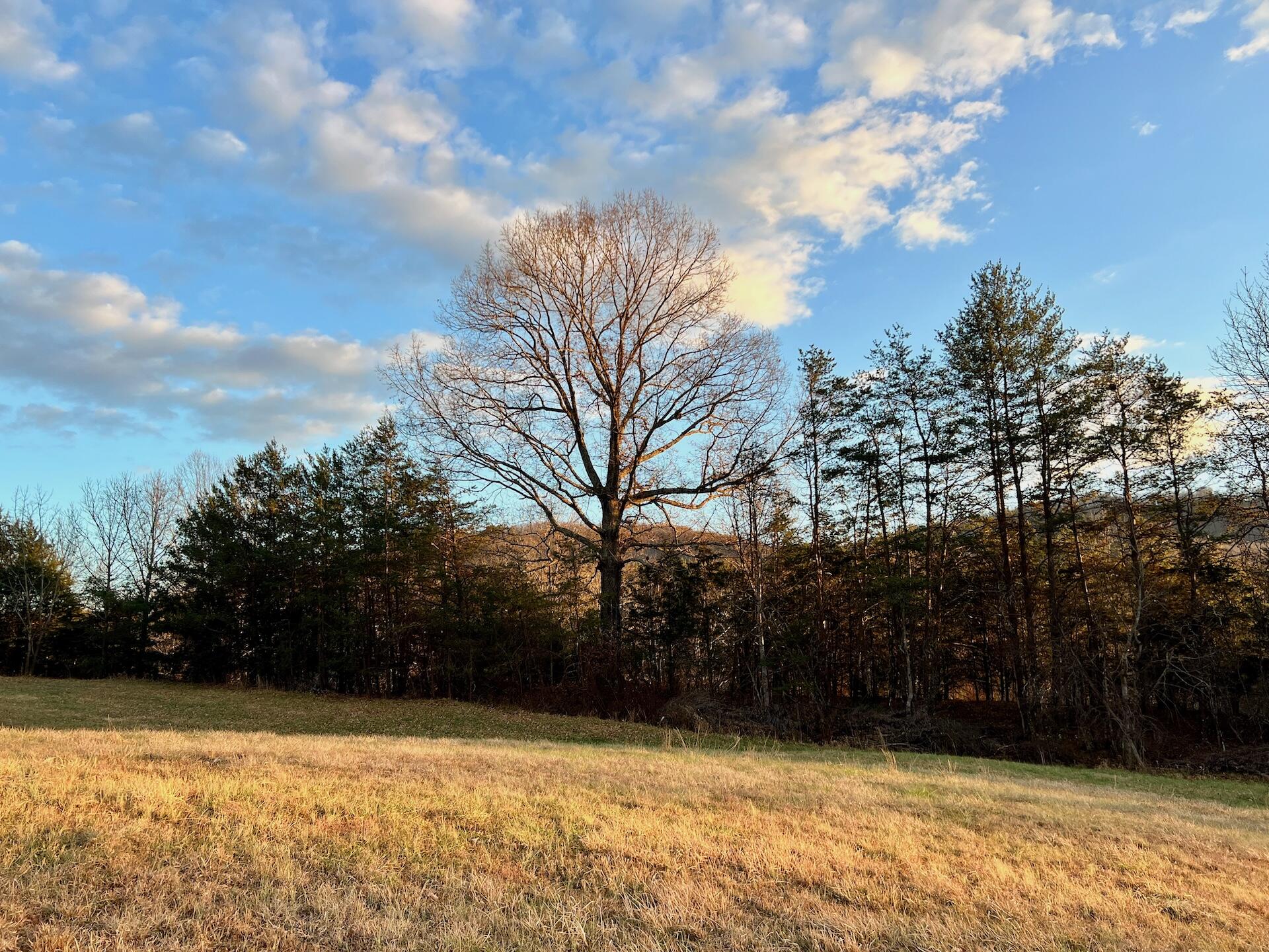 2743 Johnson School Road Thaxton, VA 24174 - Photo 79 of 88 154.56 Bedford pics - 92