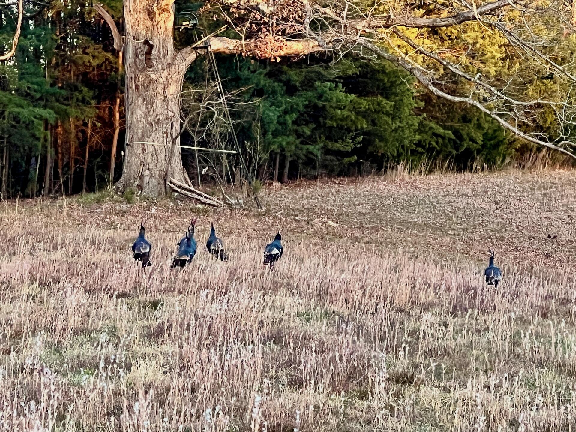 2743 Johnson School Road Thaxton, VA 24174 - Photo 82 of 88 154.56 Bedford pics - 98