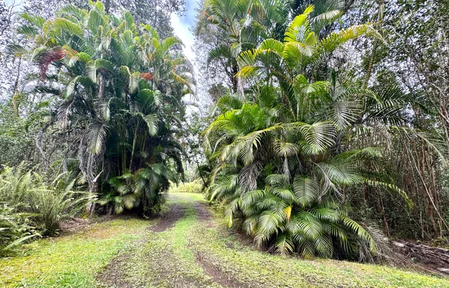 a view of a yard with plants and trees