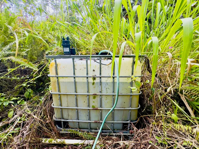 a view of a flower in a garden