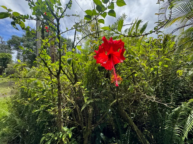 a view of a chair and table in the garden