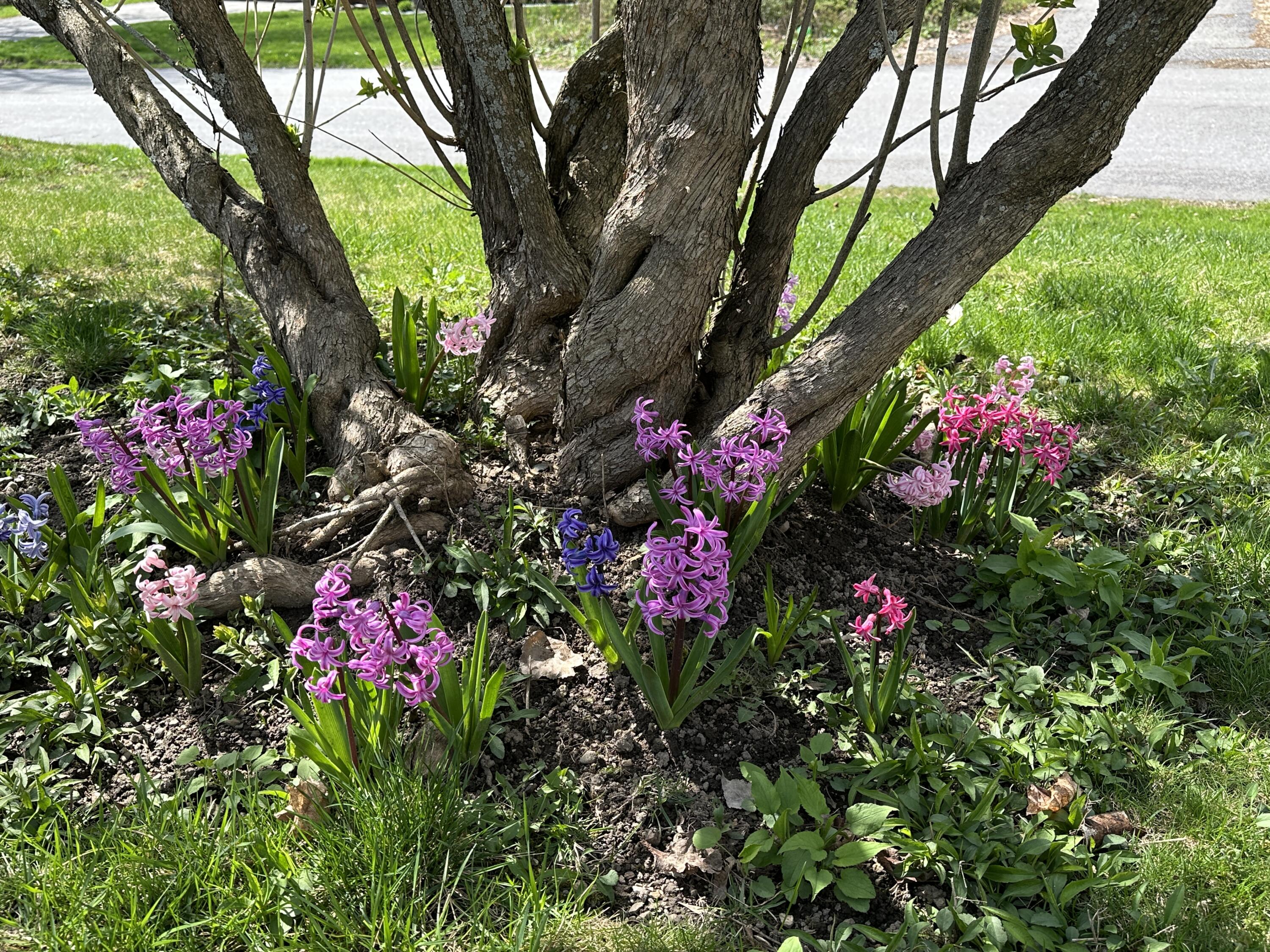 Hyacinth