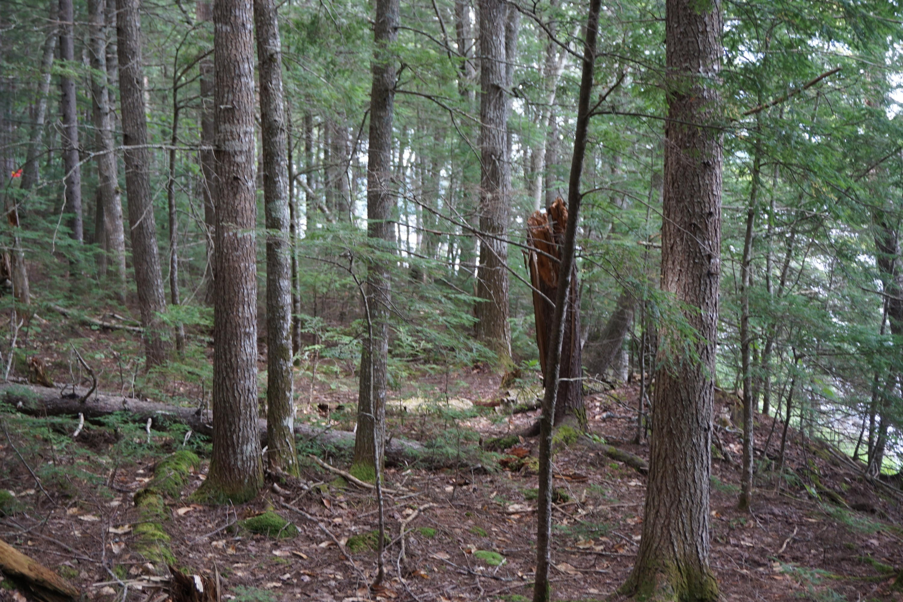 22 Sebec Shore Road Willimantic, ME 04443 - Photo 3 of 4 DSC01542