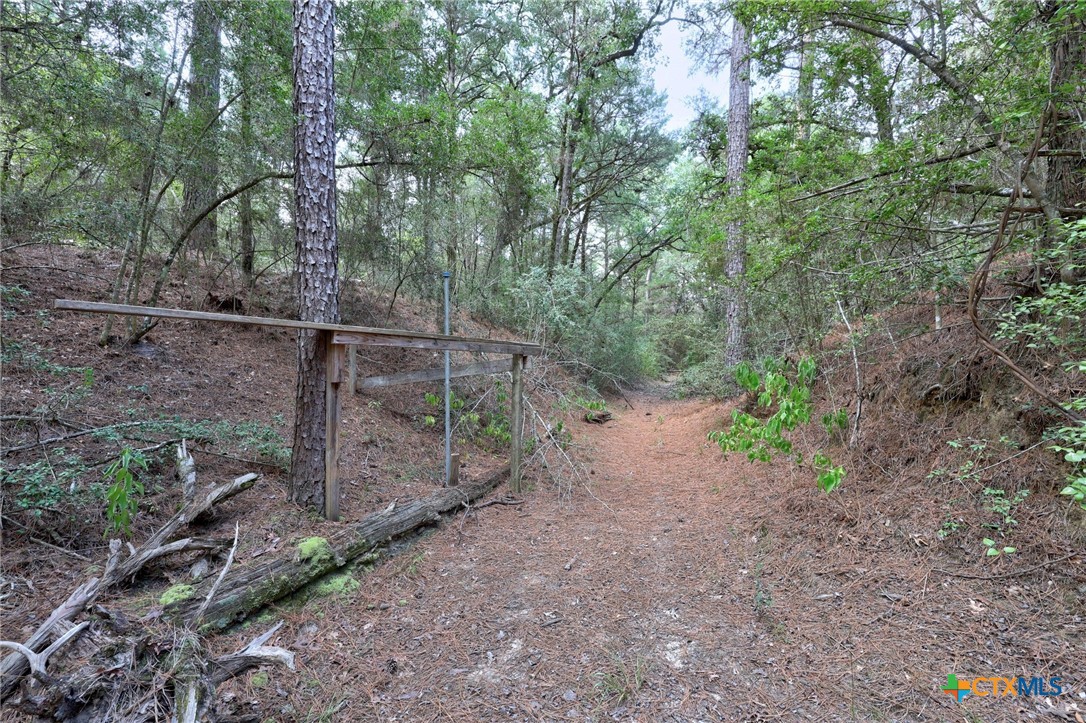 128 Barras Road Paige, TX 78659 - Photo 5 of 12 a view of a forest with trees