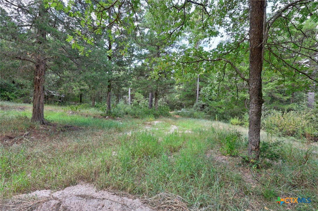128 Barras Road Paige, TX 78659 - Photo 6 of 12 a view of a lush green forest