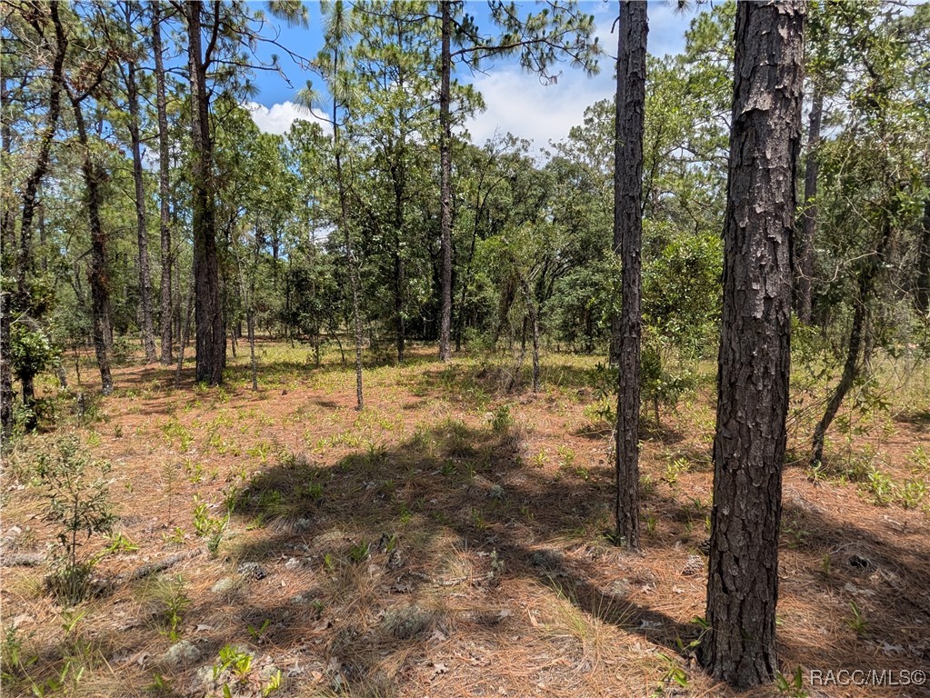 0 Northwest Ridgewood Road Dunnellon, FL 34431 - Photo 7 of 13