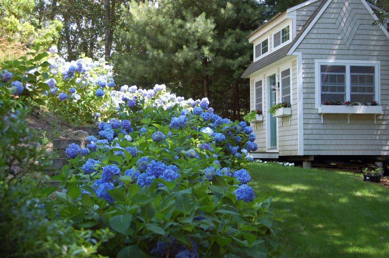 15 Harbor Ridge Road Mashpee, MA 02649 - Photo 5 of 27 a view of a flower in a yard