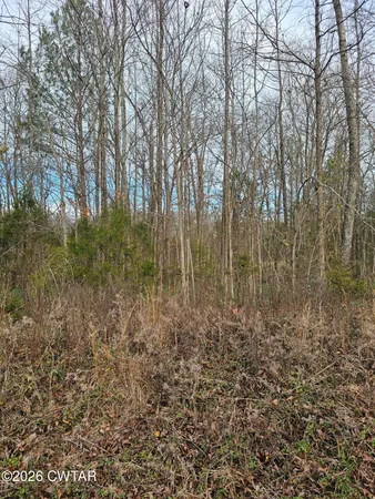 a view of forest