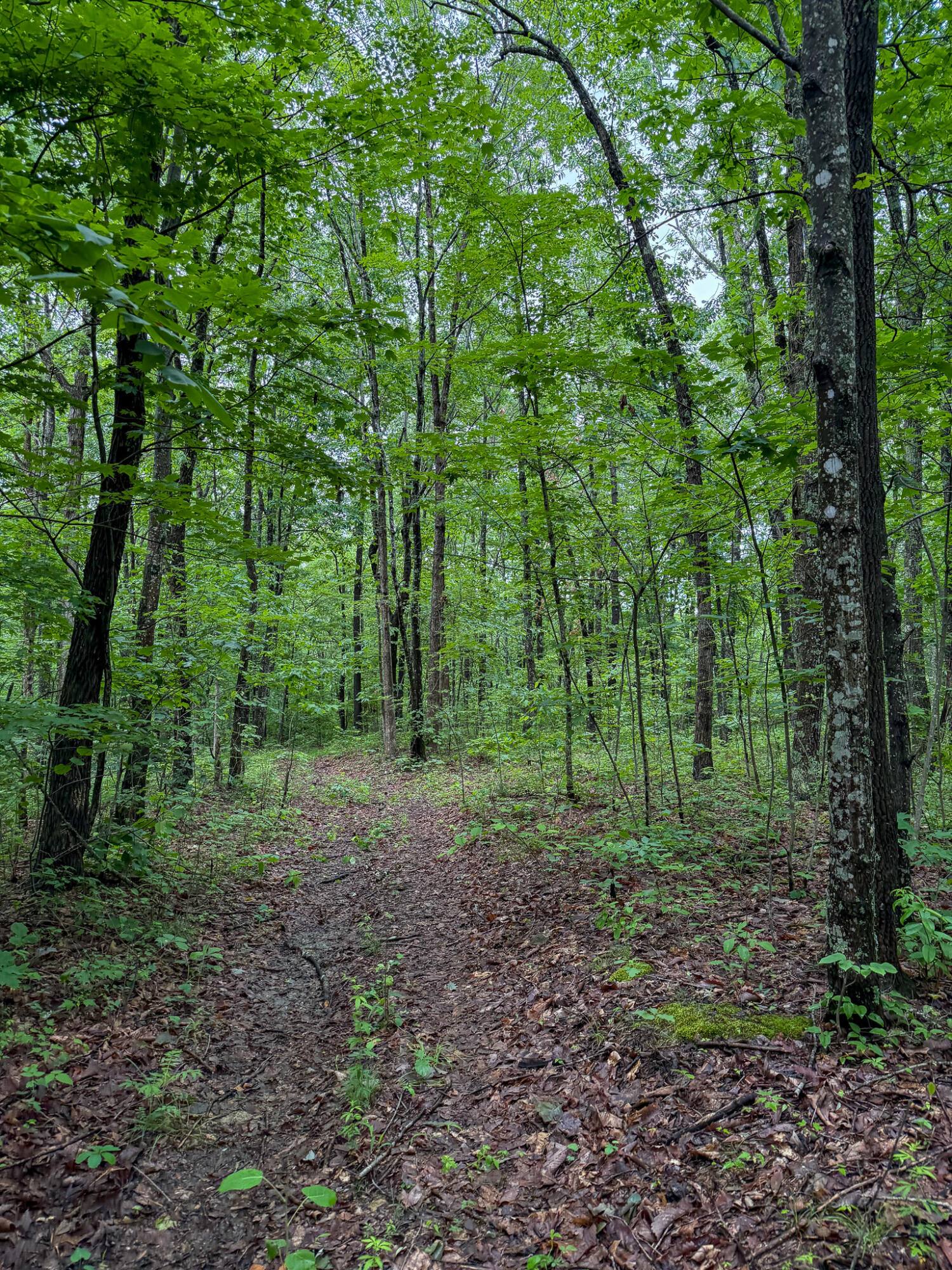 0 Cooper Ridge Road Wallingford, KY 41093 - Photo 12 of 16 Wooded landscape featuring a natural ground path, mature trees, and dense foliage
