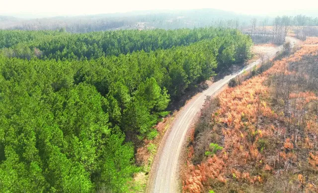 a view of a garden with a pathway