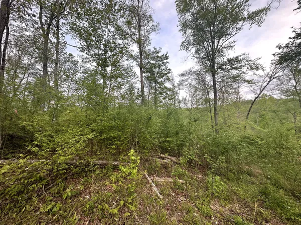 a view of a forest with trees in front of it