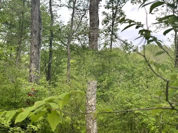 a view of a lush green forest