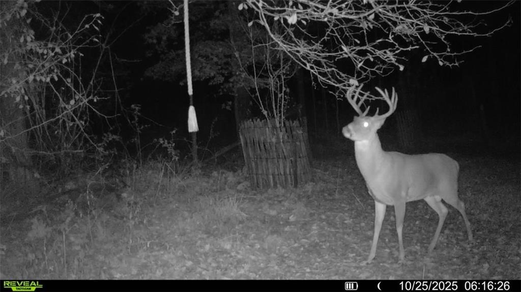 10019 Dingman Road Guys Mills, PA 16327 - Photo 42 of 50 a view of a yard