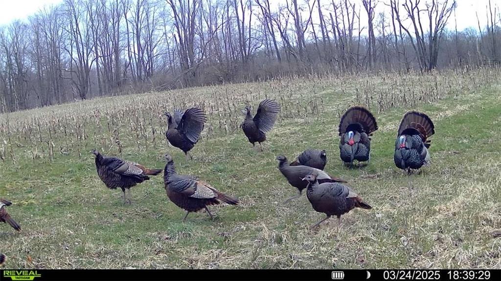 10019 Dingman Road Guys Mills, PA 16327 - Photo 43 of 50 a backyard of a house with table and chairs