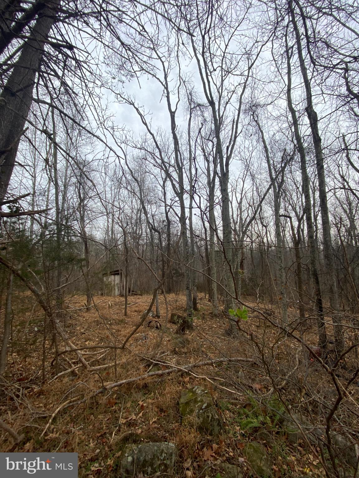 0 Settle School Road Rixeyville, VA 22737 - Photo 6 of 9 Serene woodland in early spring's embrace.