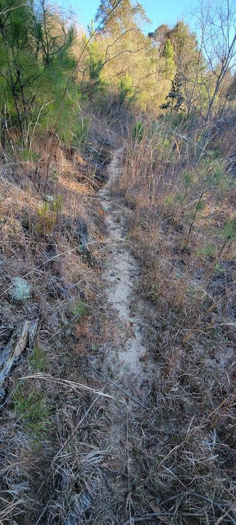50.45-acres Trawick Road Dothan, AL 36301 - Photo 25 of 62