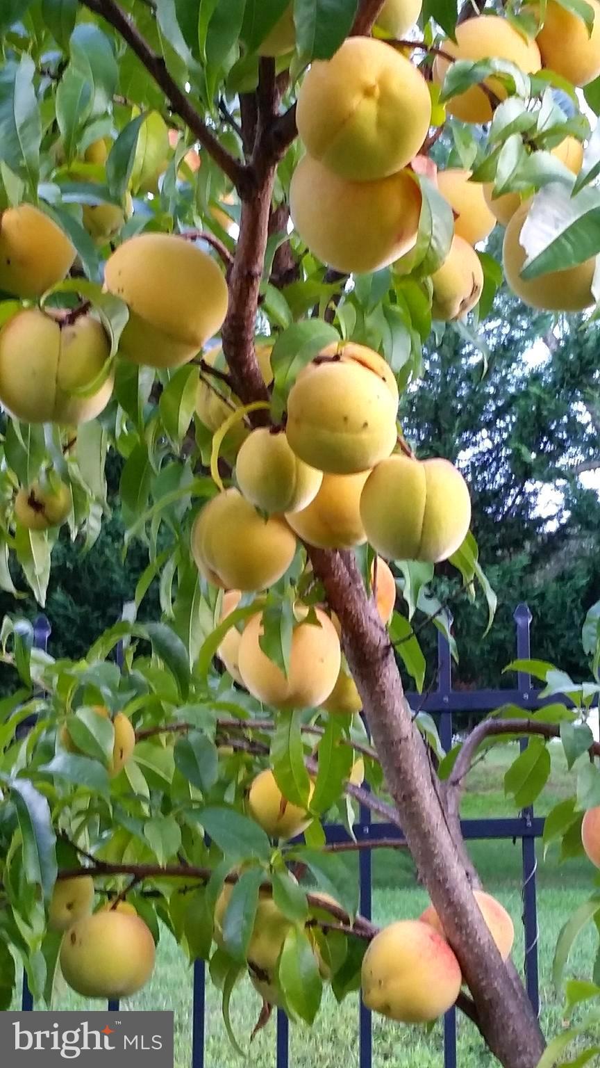 275 Locust Dale Road Front Royal, VA 22630 - Photo 38 of 41 Peach tree in courtyard