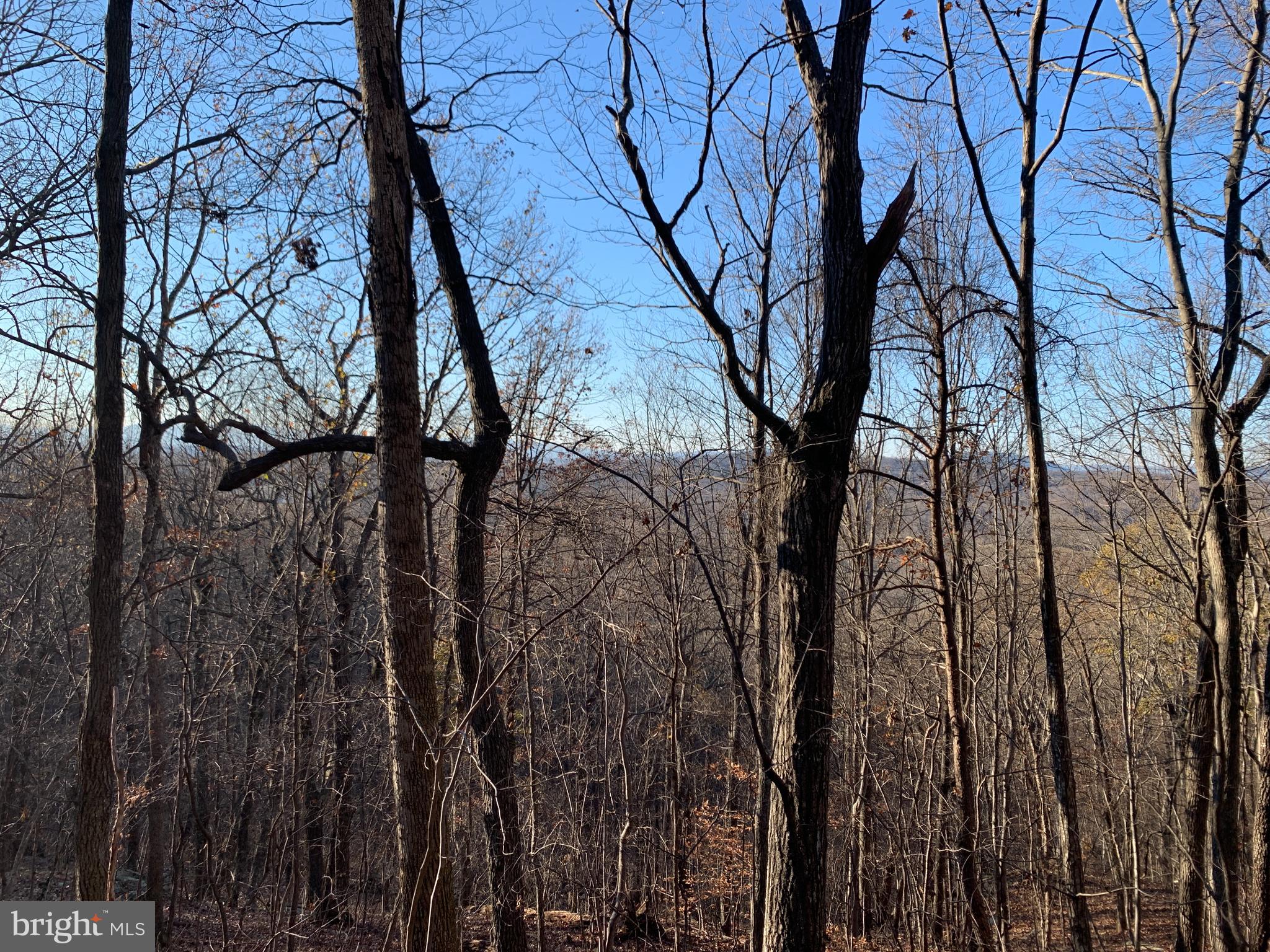 Residue Carters Run Road Marshall, VA 20115 - Photo 1 of 57 a view of a forest