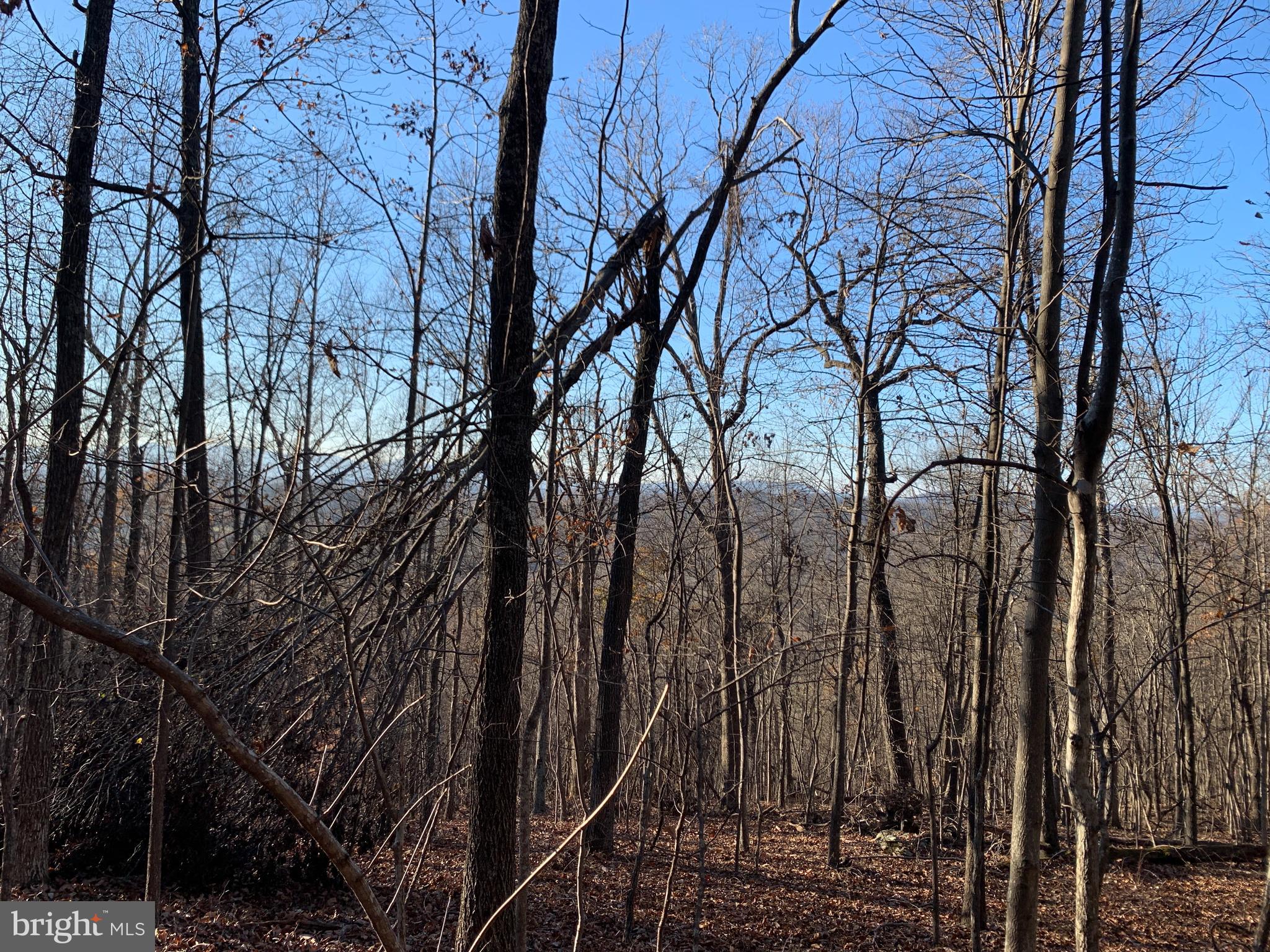 Residue Carters Run Road Marshall, VA 20115 - Photo 14 of 57 a view of a forest with lots of trees