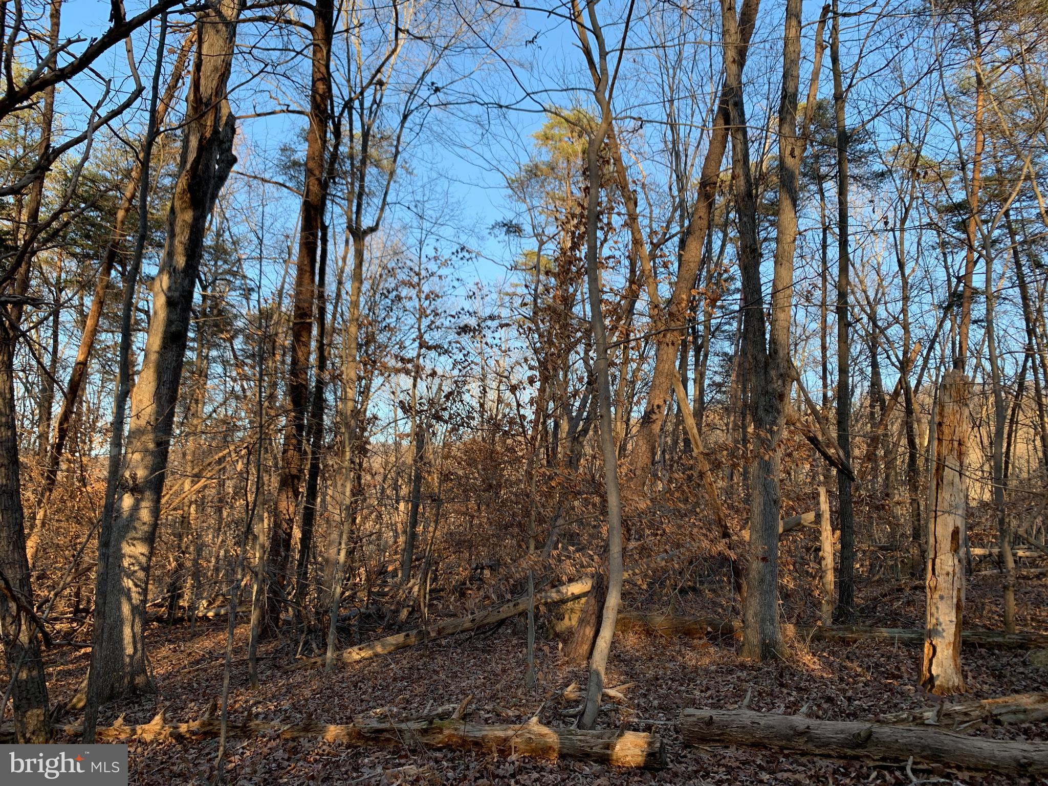 Residue Carters Run Road Marshall, VA 20115 - Photo 21 of 57 a view of a forest