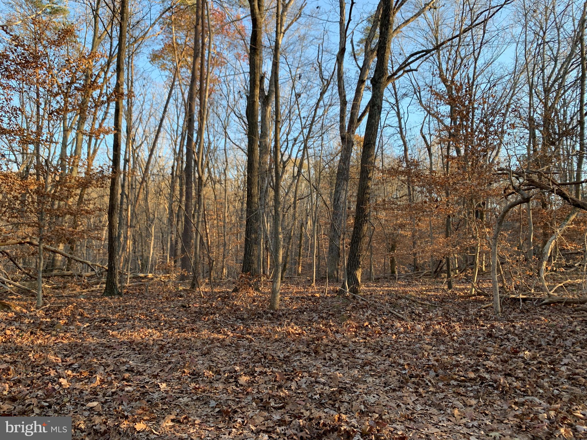 Residue Carters Run Road Marshall, VA 20115 - Photo 24 of 57 a view of backyard space with large trees