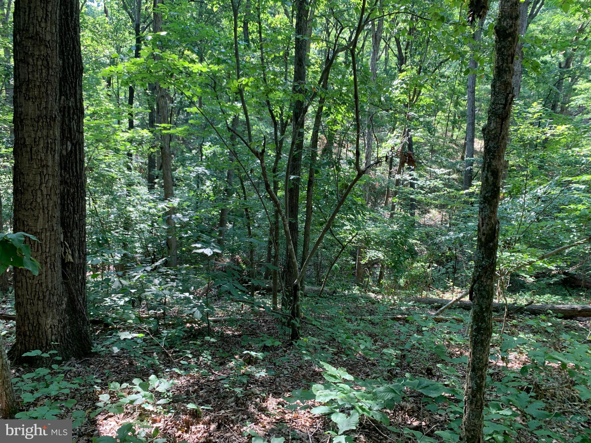 Residue Carters Run Road Marshall, VA 20115 - Photo 38 of 57 a view of forest