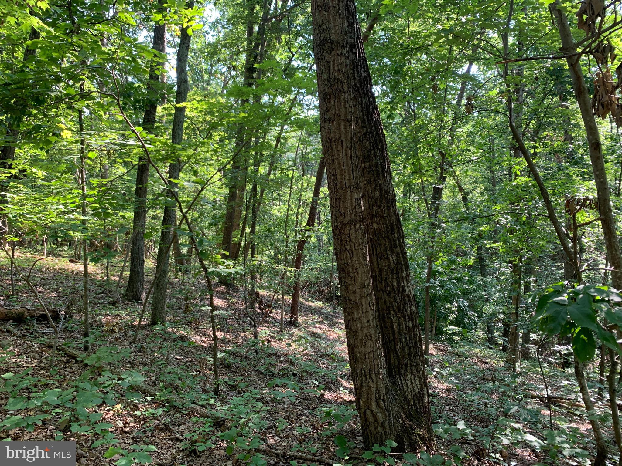Residue Carters Run Road Marshall, VA 20115 - Photo 39 of 57 a view of outdoor space and trees