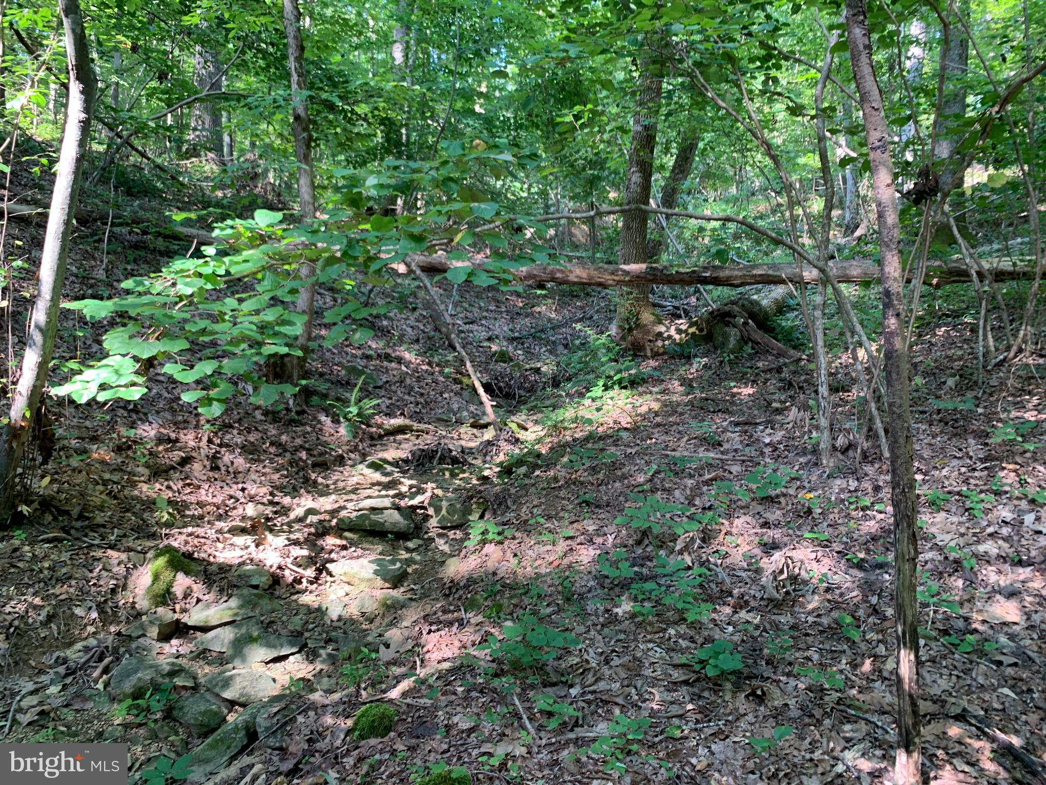 Residue Carters Run Road Marshall, VA 20115 - Photo 41 of 57 a view of a forest that has a tree