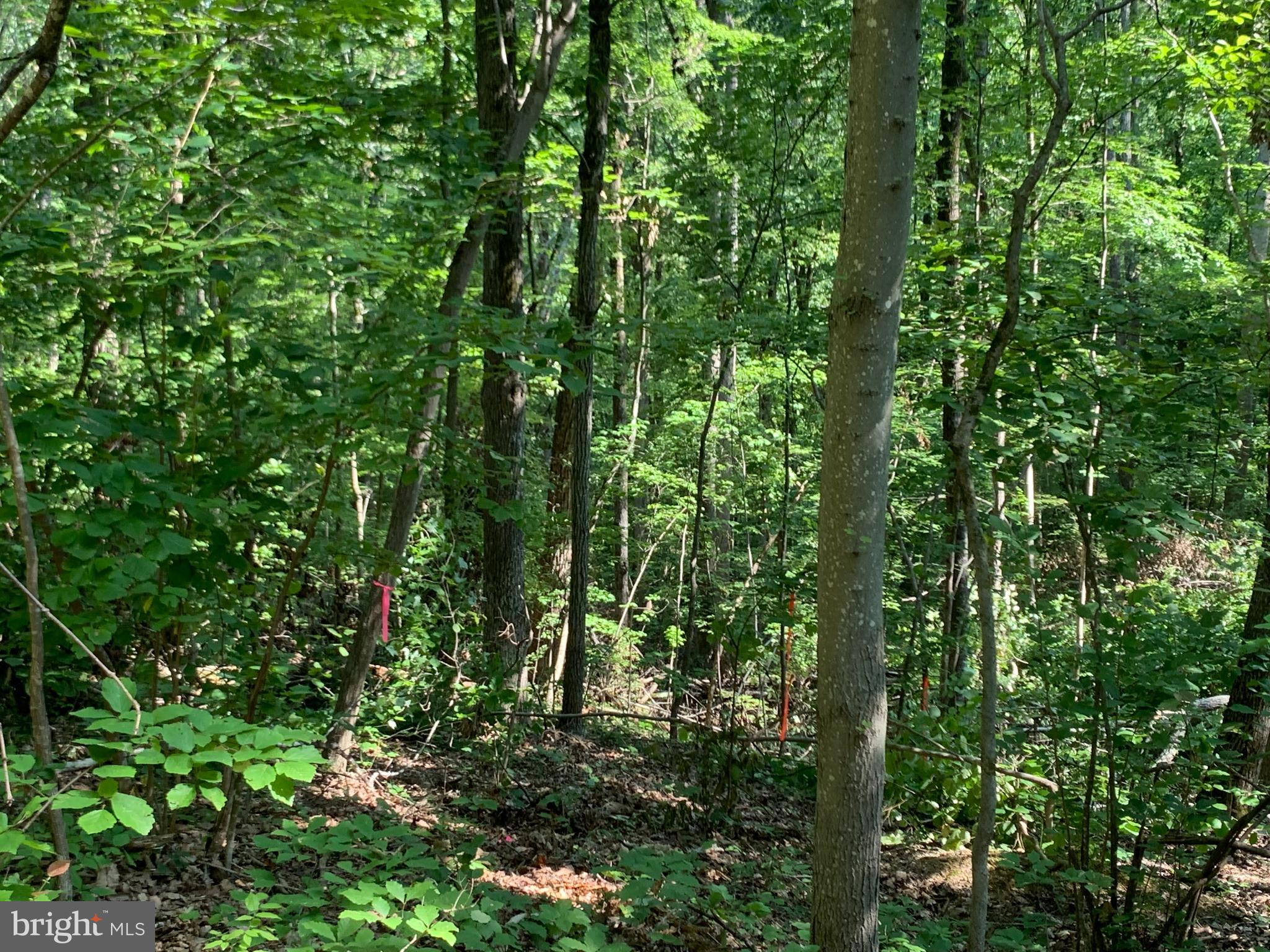 Residue Carters Run Road Marshall, VA 20115 - Photo 45 of 57 a view of a lush green forest