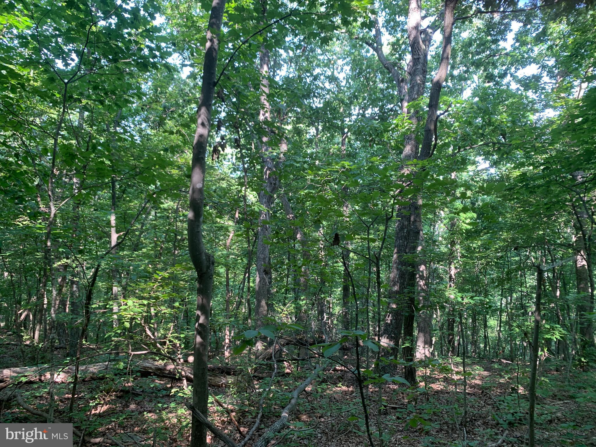 Residue Carters Run Road Marshall, VA 20115 - Photo 53 of 57 a view of a lush green forest