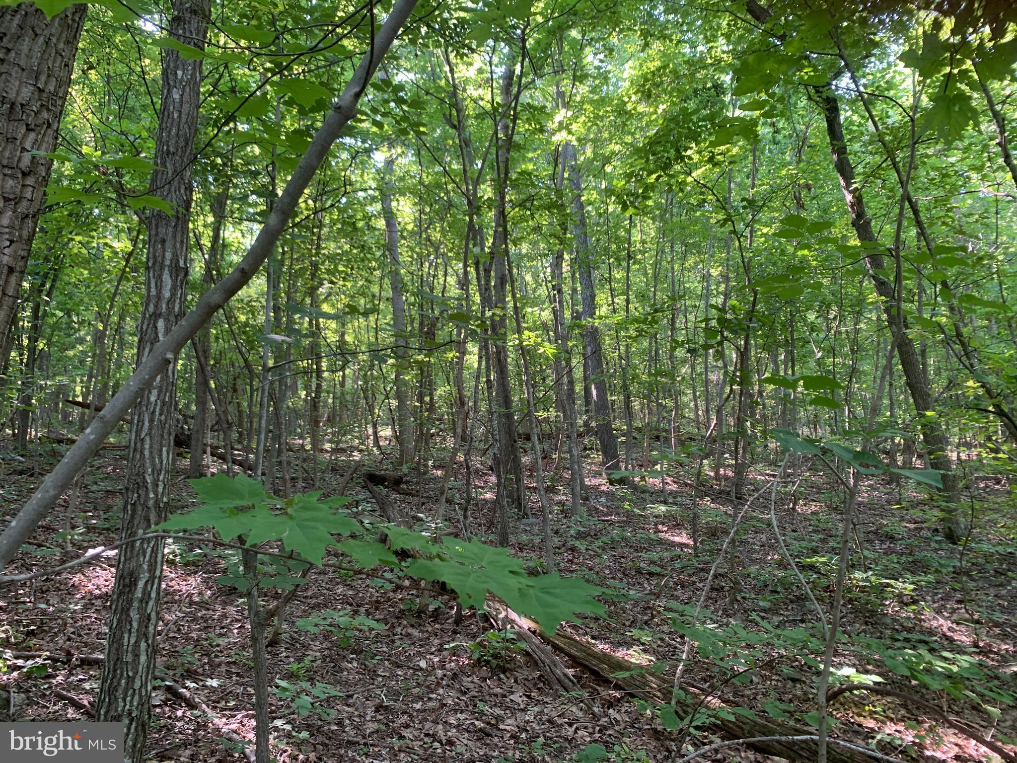 Residue Carters Run Road Marshall, VA 20115 - Photo 55 of 57 a view of a forest with trees