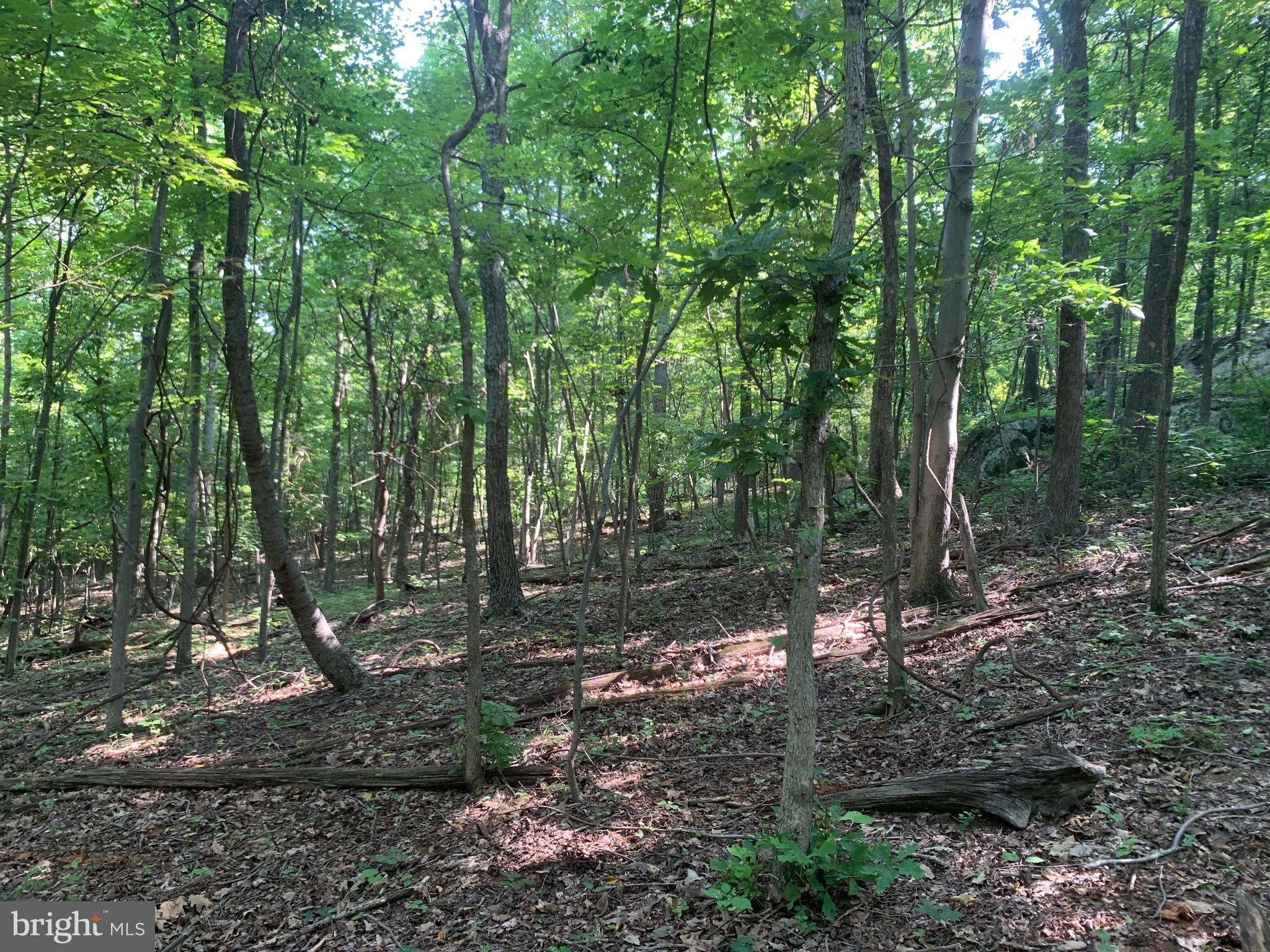 Residue Carters Run Road Marshall, VA 20115 - Photo 56 of 57 a view of a forest with trees