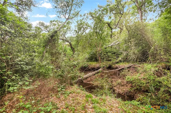 a view of a forest with a tree