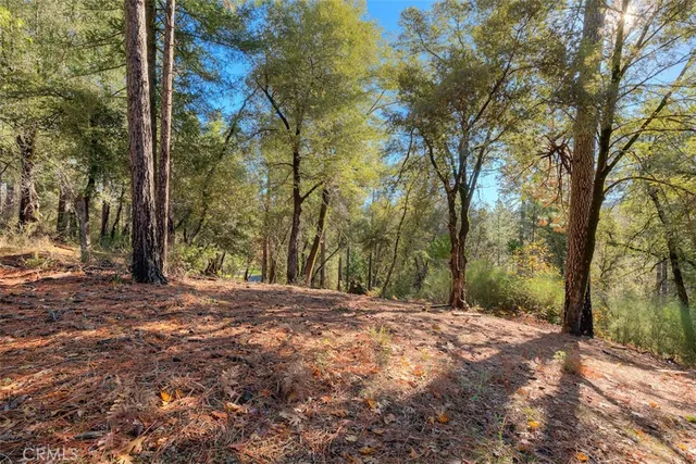 a view of a yard with large trees