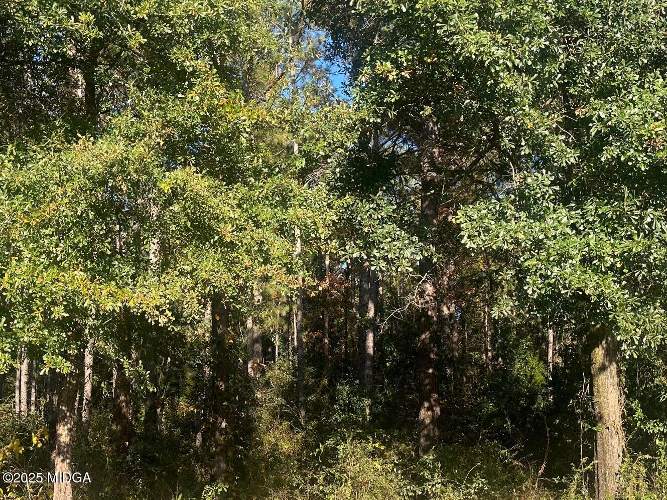 0 District Road Jeffersonville, GA 31044 - Photo 1 of 1 a view of a tree
