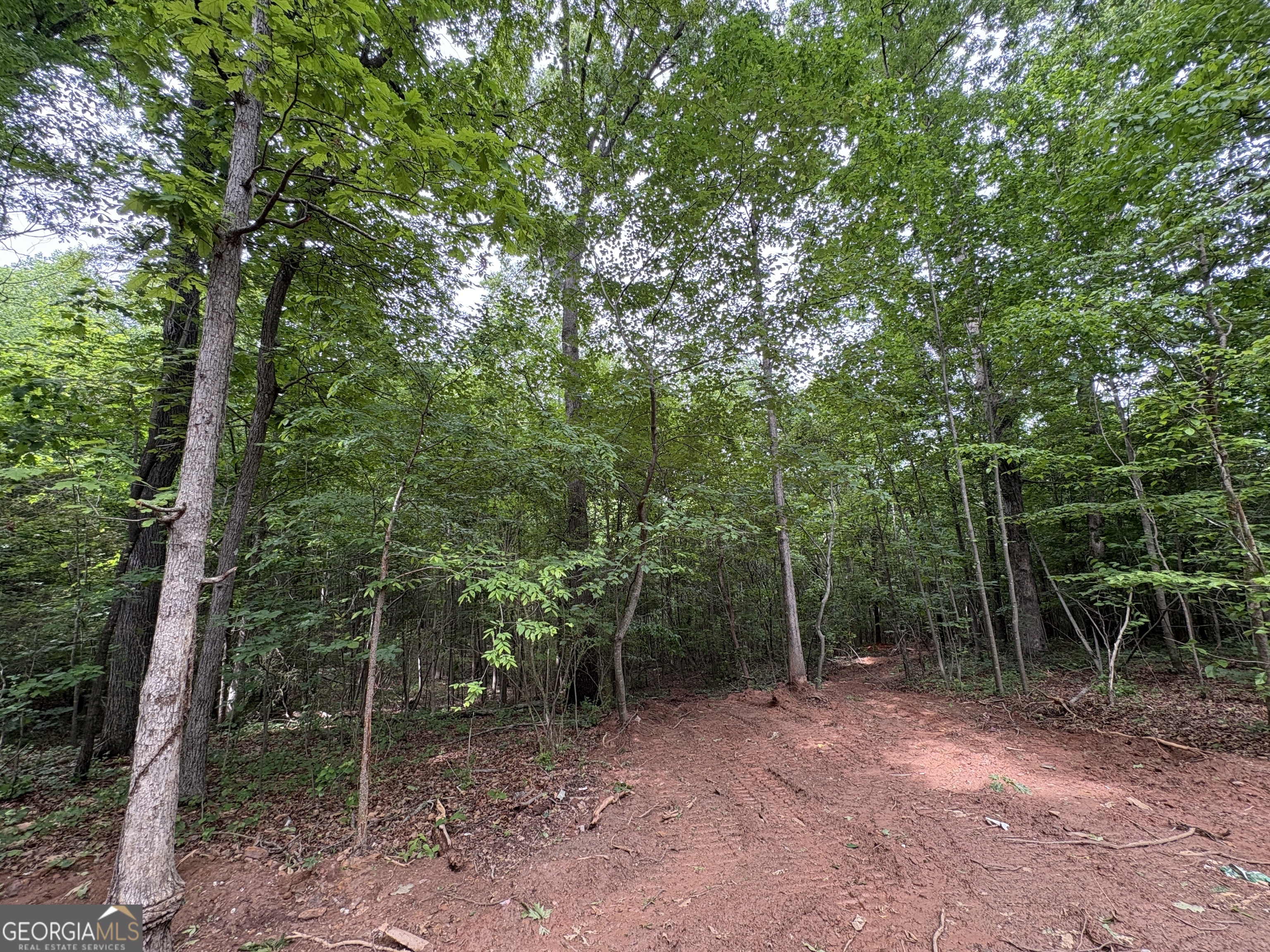 1020 Neal Road Commerce, GA 30530 - Photo 11 of 25 a view of a forest with trees