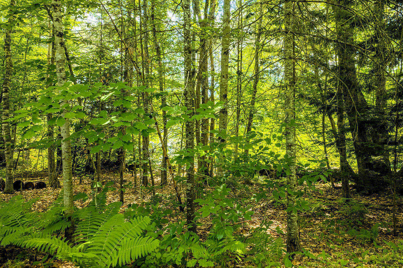345 Buzzell Hill Road Hope, ME 04847 - Photo 28 of 32 DJI_20260709142946_0140_D