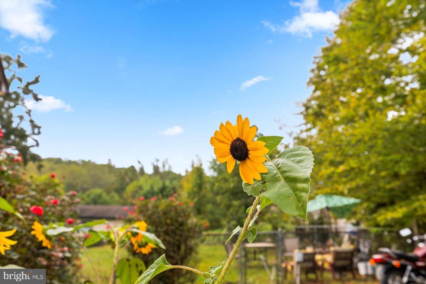 621 Holly Corner Road Fredericksburg, VA 22406 - Photo 4 of 48 Sunlit garden blooms in vibrant colors.