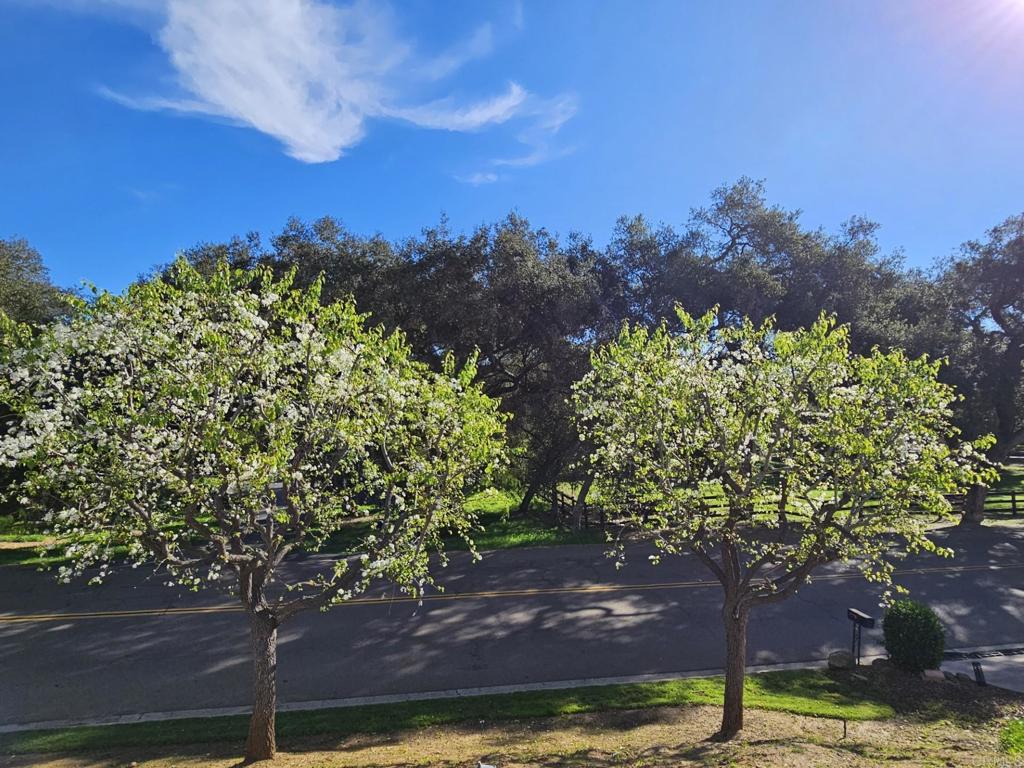28124 Mountain Meadow Road Escondido, CA 92026 - Photo 24 of 31 a view of a tree in front of a yard