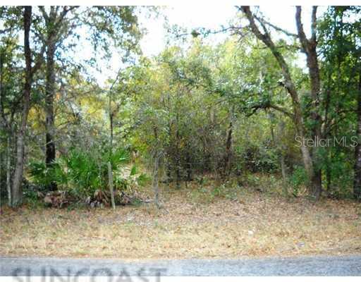0 Star New Port New Port Richey, FL 34654 - Photo 1 of 1 front view of a forest