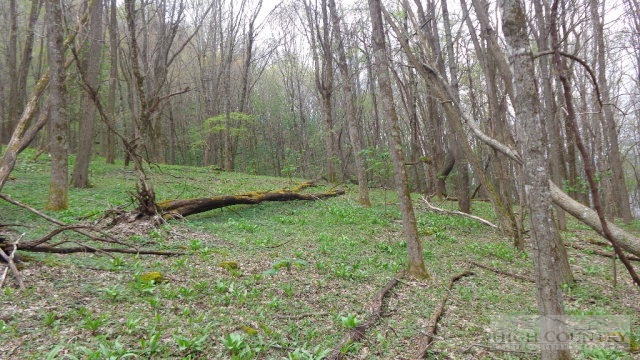 Ed Little Road Creston, NC 28615 - Photo 14 of 14 Gallery Image 14