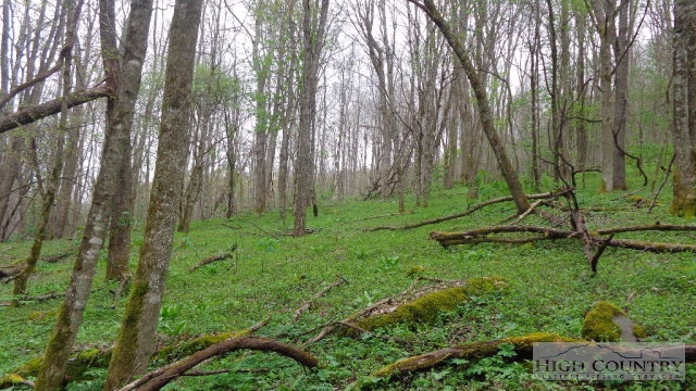Ed Little Road Creston, NC 28615 - Photo 3 of 14 Gallery Image 3