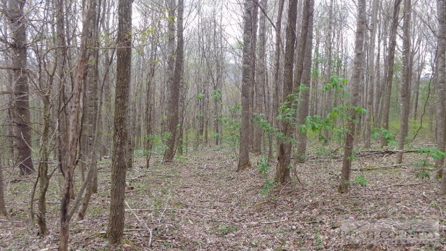Ed Little Road Creston, NC 28615 - Photo 5 of 14 Gallery Image 5