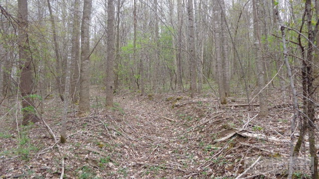 Ed Little Road Creston, NC 28615 - Photo 6 of 14 Gallery Image 6