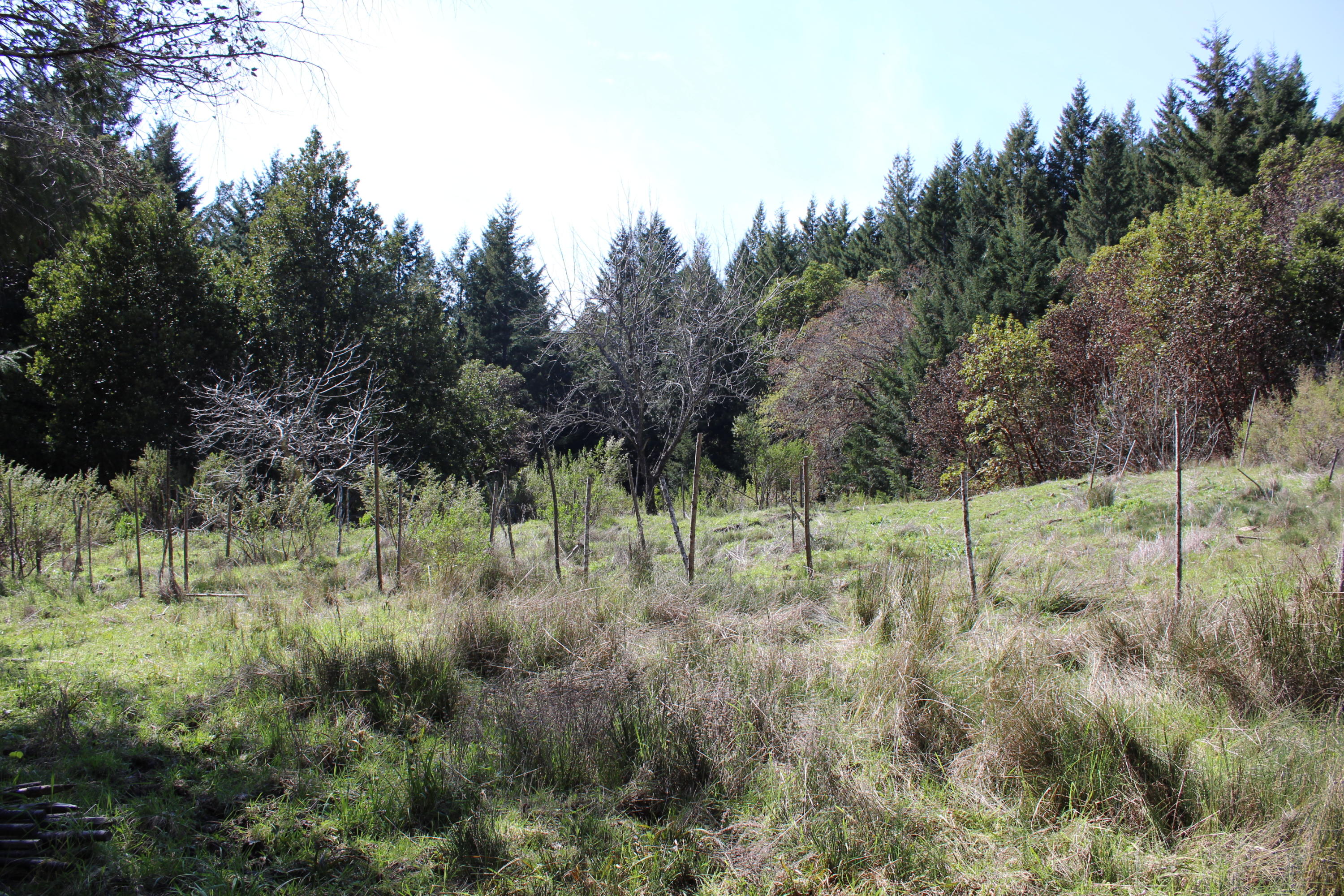 5050 Wood Ranch Road Garberville, CA 95542 - Photo 4 of 22 2020_04_03_1377