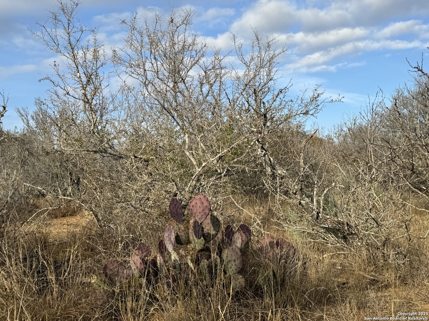 765 County Road 765 Moore, TX 78057 - Photo 12 of 33