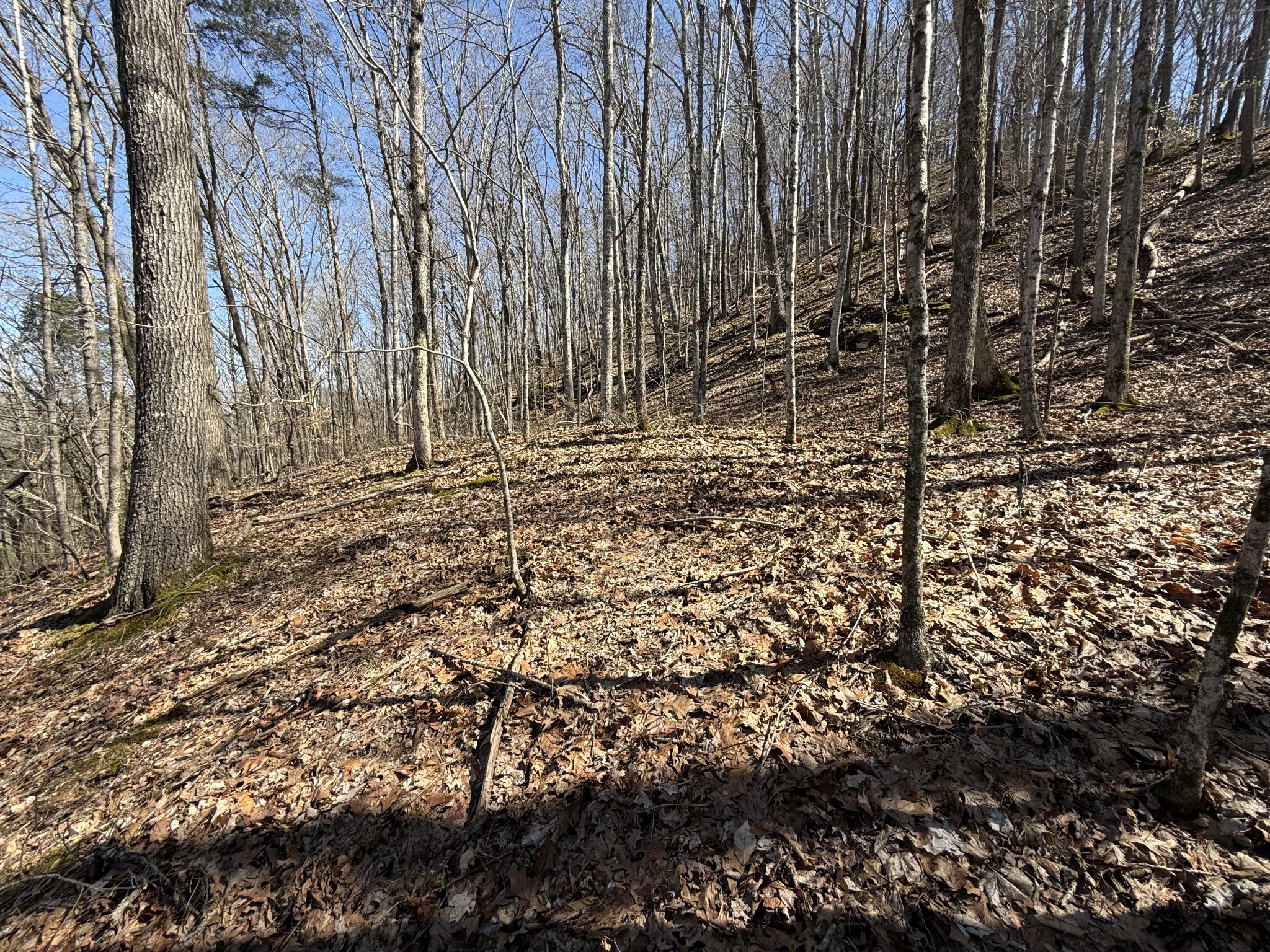 0 Bugg Hollow Road Gallatin, TN 37066 - Photo 8 of 10 Gallery Image 8