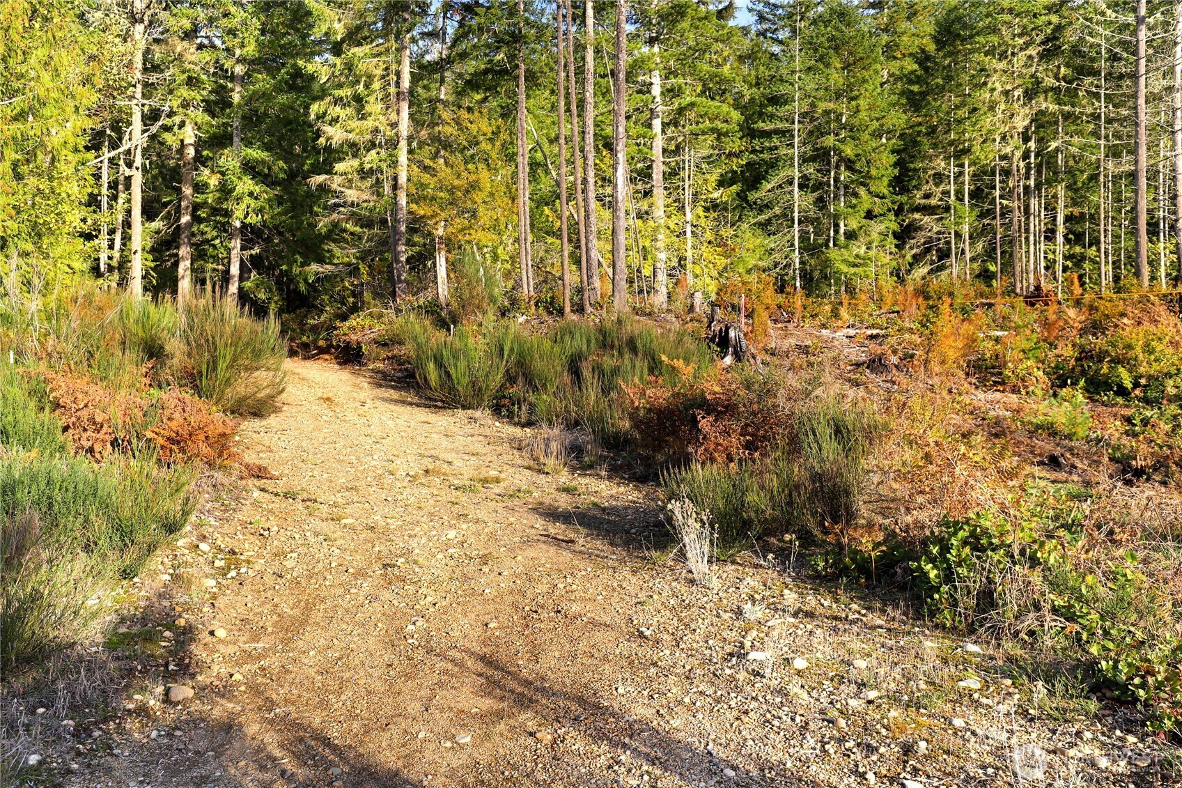 63 Wayne Road West Seabeck, WA 98380 - Photo 14 of 22 a view of a yard with plants and tree