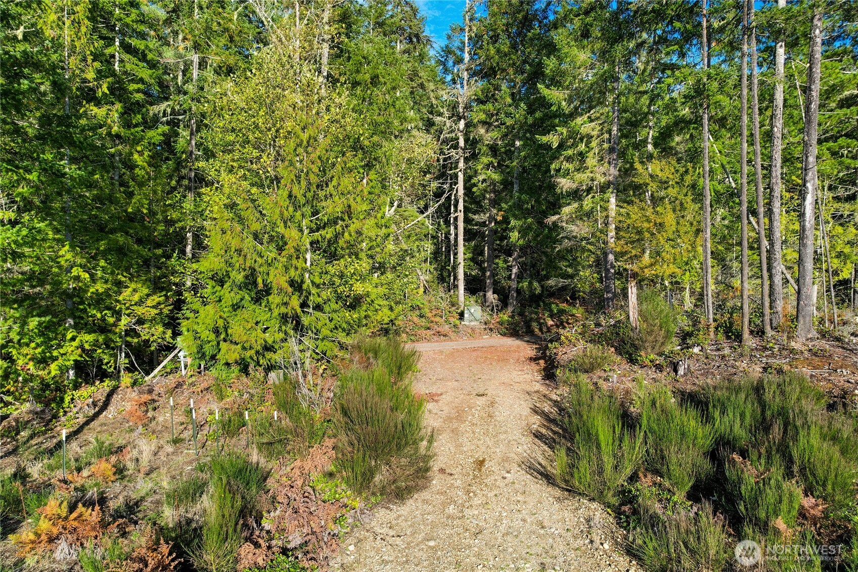 63 Wayne Road West Seabeck, WA 98380 - Photo 7 of 22 a view of a yard with plants and large trees