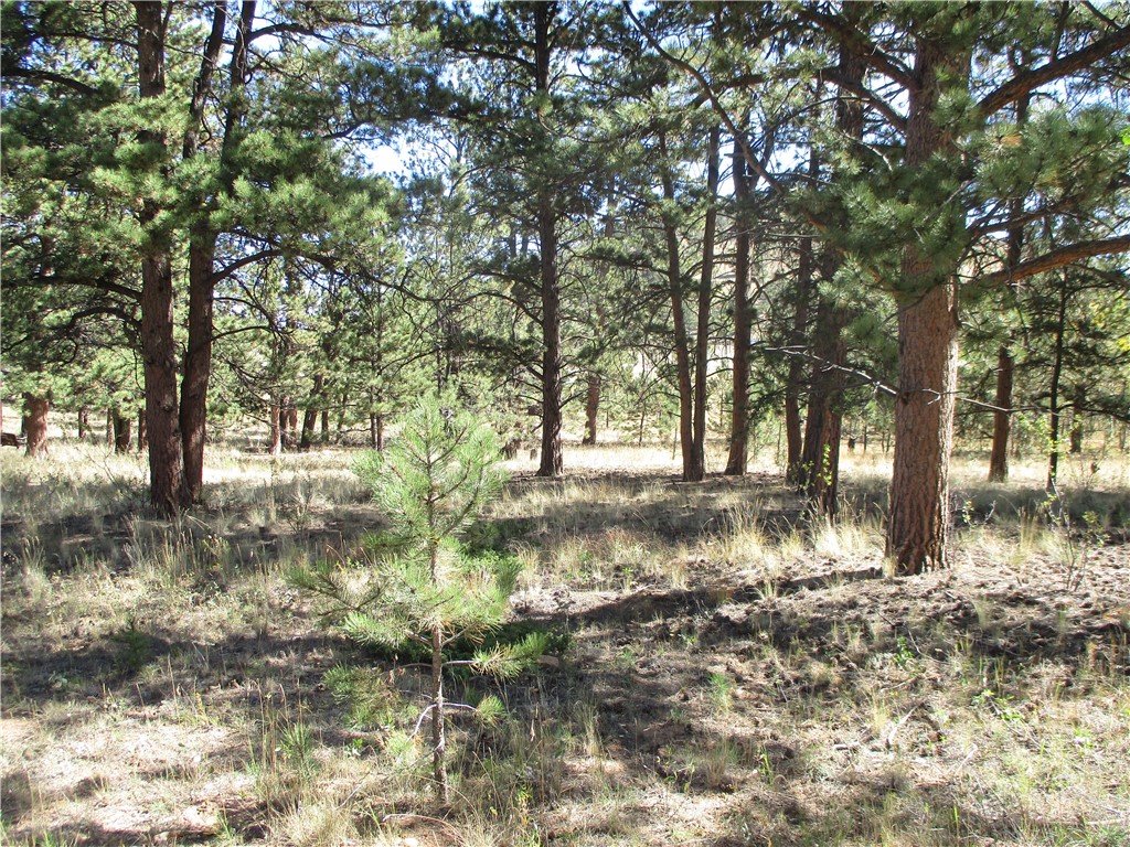 166 Haystack Road Hartsel, CO 80449 - Photo 16 of 16 Gallery Image 16